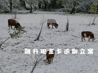 融升现金卡逾期立案 融升现金卡逾期立案