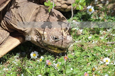 融合钱包逾期 融合钱包逾期