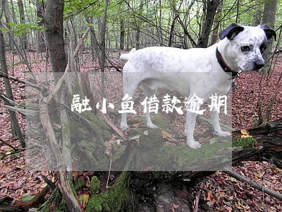 融小鱼借款逾期 融小鱼借款逾期
