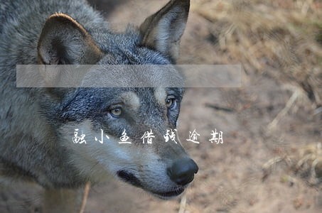 融小鱼借钱逾期 融小鱼借钱逾期