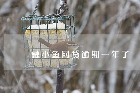 融小鱼网贷逾期一年了 融小鱼网贷逾期一年了