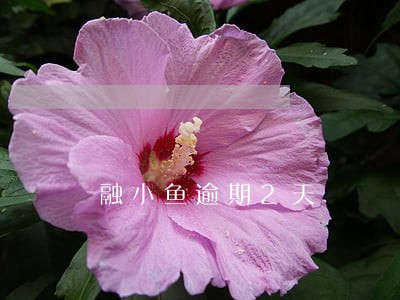 融小鱼逾期2天 融小鱼逾期2天