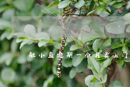 融小鱼逾期一个月要上门催收 融小鱼逾期一个月要上门催收