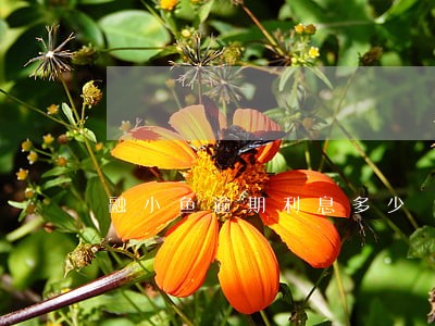 融小鱼逾期利息多少