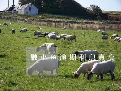 融小鱼逾期利息真高 融小鱼逾期利息真高