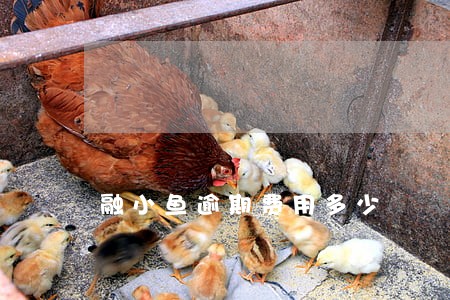 融小鱼逾期费用多少 融小鱼逾期费用多少