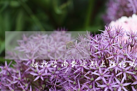 融担咨询费逾期上征信吗 融担咨询费逾期上征信吗