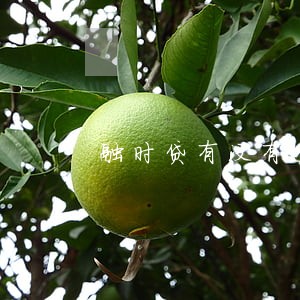 融时贷有没有逾期的 融时贷有没有逾期的