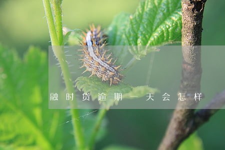 融时贷逾期一天会怎样