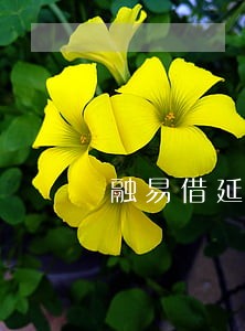 融易借延期和逾期的区别 融易借延期和逾期的区别
