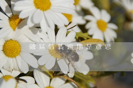 融易借转逾期是意思 融易借转逾期是意思