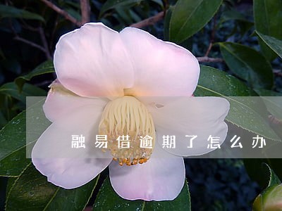 融易借逾期了怎么办 融易借逾期了怎么办