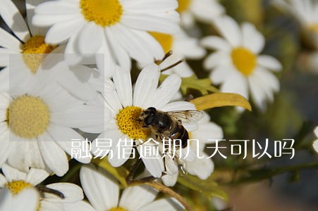 融易借逾期几天可以吗 融易借逾期几天可以吗