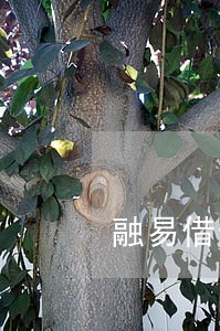 融易借逾期多久上征信