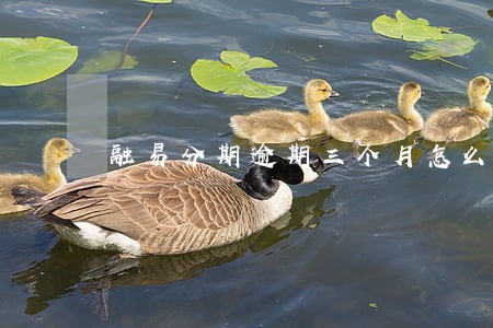 融易分期逾期三个月怎么办 融易分期逾期三个月怎么办