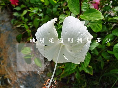 融易花逾期利息多少