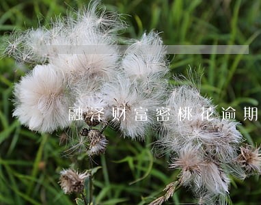 融泽财富密桃花逾期 融泽财富密桃花逾期