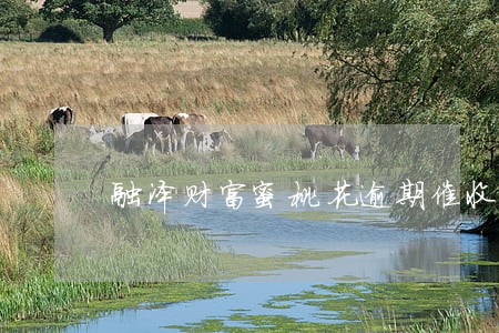 融泽财富蜜桃花逾期催收 融泽财富蜜桃花逾期催收