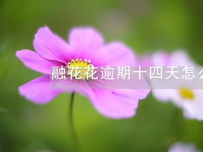 融花花逾期十四天怎么 融花花逾期十四天怎么