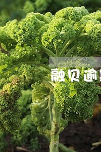 融贝逾期 融贝逾期