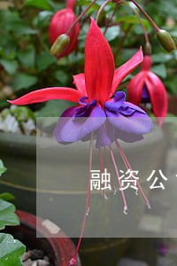 融资公司的逾期率怎么算 融资公司的逾期率怎么算
