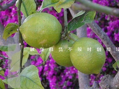 融资租赁不按时划扣导致逾期 融资租赁不按时划扣导致逾期