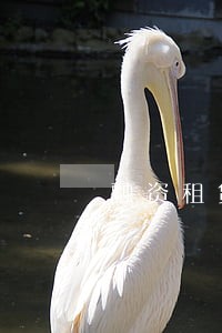 融资租赁公司对逾期客户能拖车吗 融资租赁公司对逾期客户能拖车吗