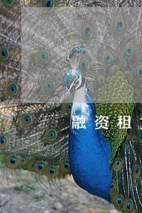 融资租赁如何面对客户逾期