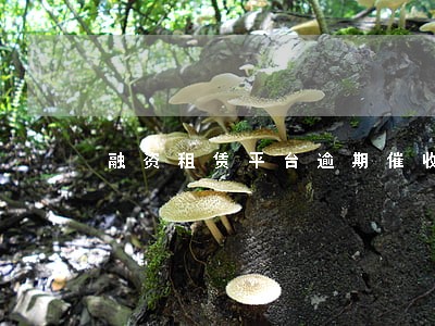 融资租赁平台逾期催收 融资租赁平台逾期催收