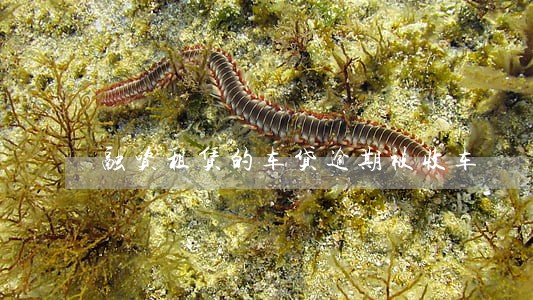 融资租赁的车贷逾期被收车 融资租赁的车贷逾期被收车