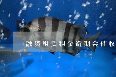 融资租赁租金逾期会催收吗 融资租赁租金逾期会催收吗