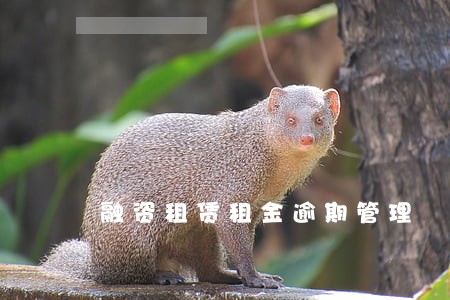 融资租赁租金逾期管理 融资租赁租金逾期管理