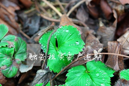 融资租赁资产逾期