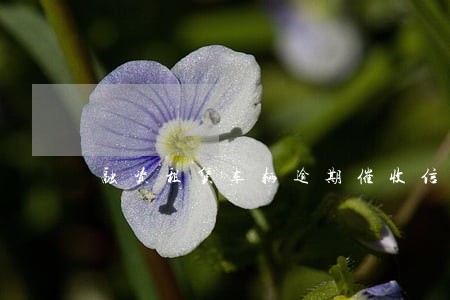 融资租赁车辆逾期催收信函