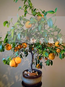 融资租赁车逾期被拖 融资租赁车逾期被拖