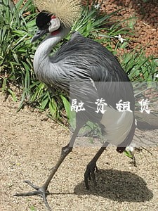 融资租赁逾期会计分录 融资租赁逾期会计分录