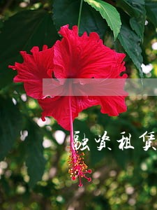 融资租赁逾期可以拖车吗 融资租赁逾期可以拖车吗