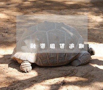 融资租赁逾期处理方案 融资租赁逾期处理方案