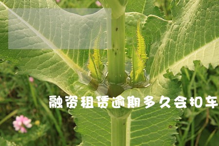 融资租赁逾期多久会扣车 融资租赁逾期多久会扣车