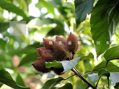 融资租赁逾期收回车辆 融资租赁逾期收回车辆