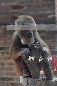 融资租赁逾期租金做账 融资租赁逾期租金做账