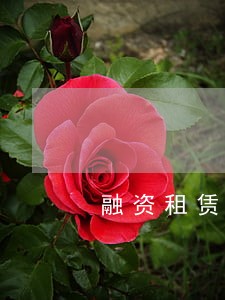 融资租赁逾期税收 融资租赁逾期税收