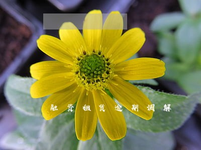 融资租赁逾期调解 融资租赁逾期调解