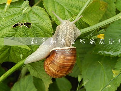 融资融券合约逾期违约 融资融券合约逾期违约