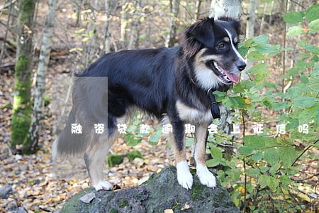融资贷款逾期会上征信吗 融资贷款逾期会上征信吗