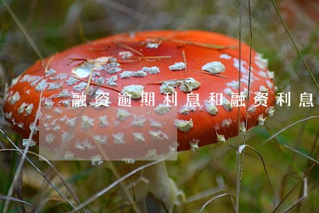 融资逾期利息和融资利息区别 融资逾期利息和融资利息区别