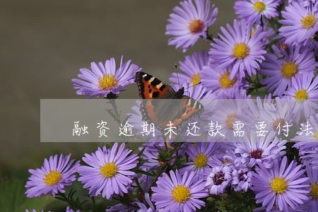 融资逾期未还款需要付法律责任吗 融资逾期未还款需要付法律责任吗