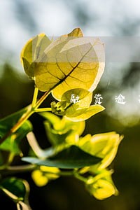 融资逾期费 融资逾期费