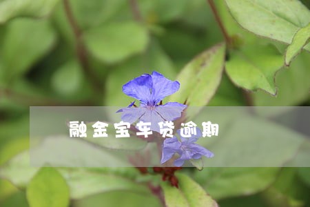 融金宝车贷逾期