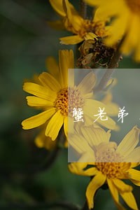 蟹老弟网贷逾期 蟹老弟网贷逾期